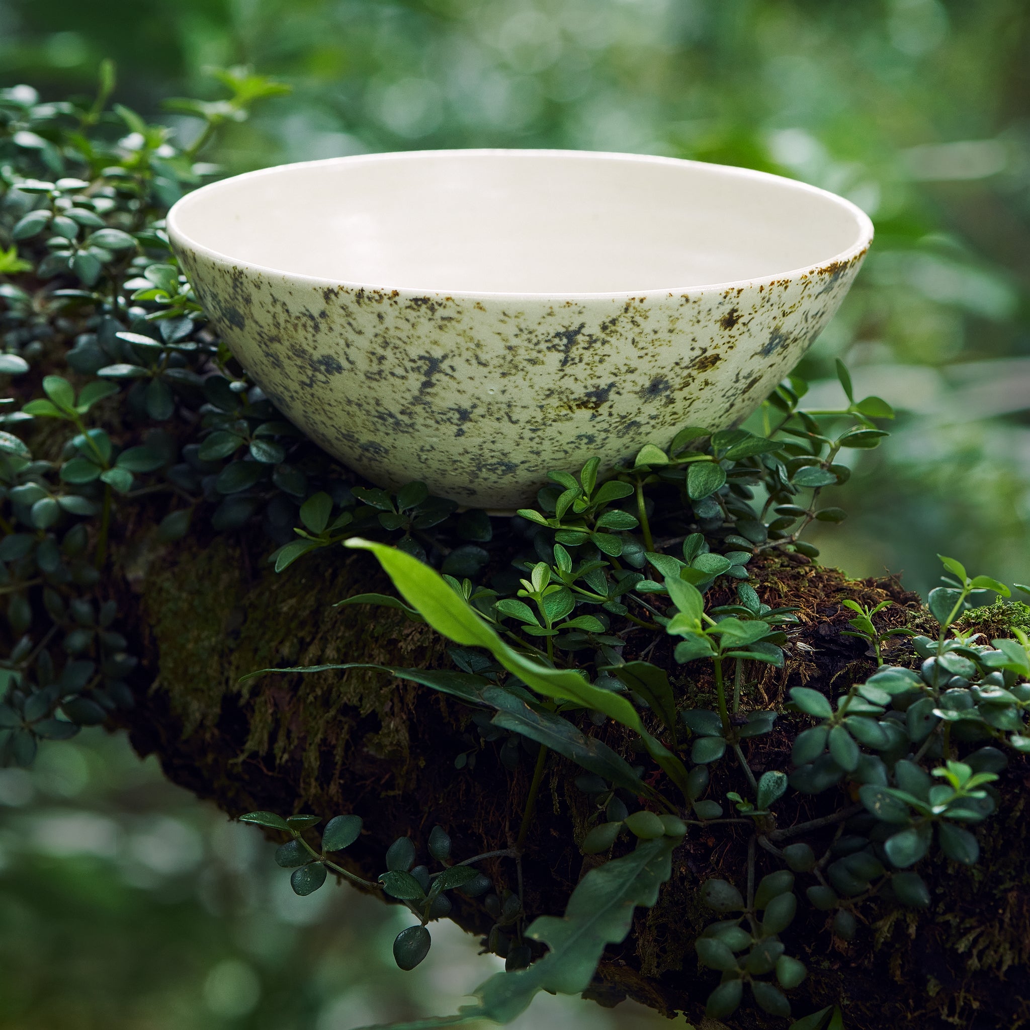 The Aged Moss Bowl